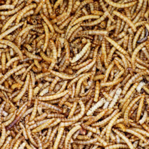 Dry Larvae for pets